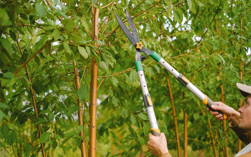 Tree trimming in Guayanilla, PR